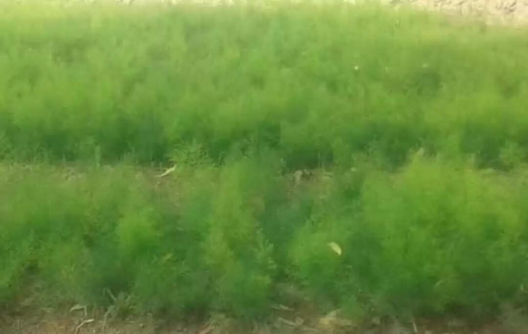 धूप के साथ पुरवाई ने किसानों की बढाई चिंता