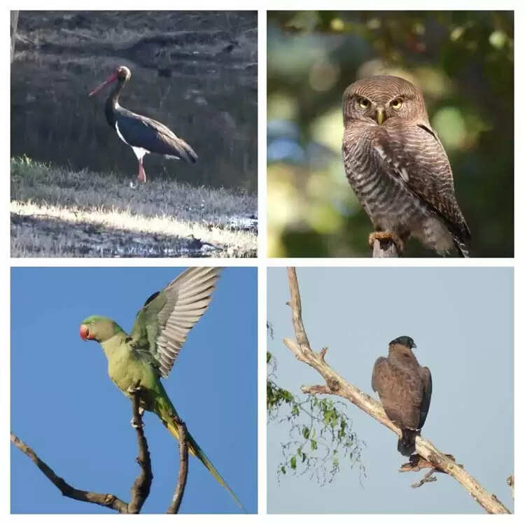 दो सौ से अधिक पक्षी प्रजातियाँ दर्ज, 11 राज्यों से पहुँचे प्रतिभागी