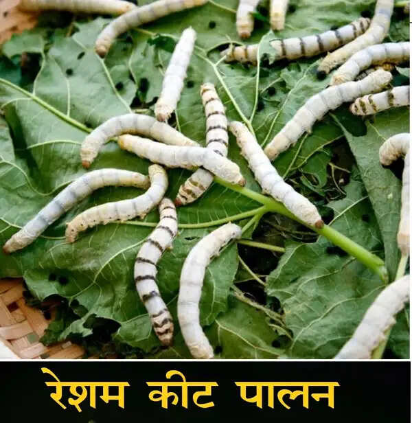 बस्तर में टसर रेशम कीट पालन एवं धागाकरण प्रशिक्षण सह अलंकरण समारोह दाे अक्टूबर को
