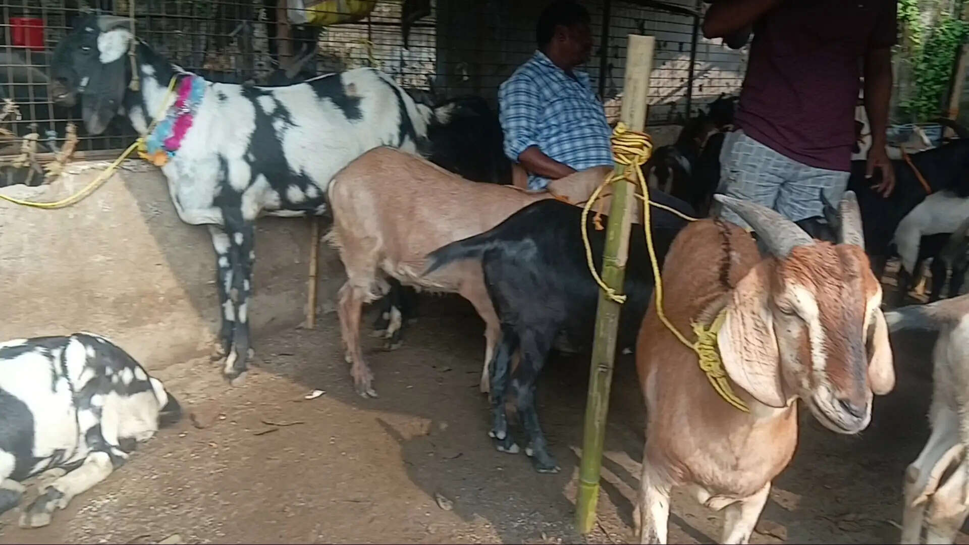 असम के बकरी बाजारों में दिखा मूल्य वृद्धि का असर