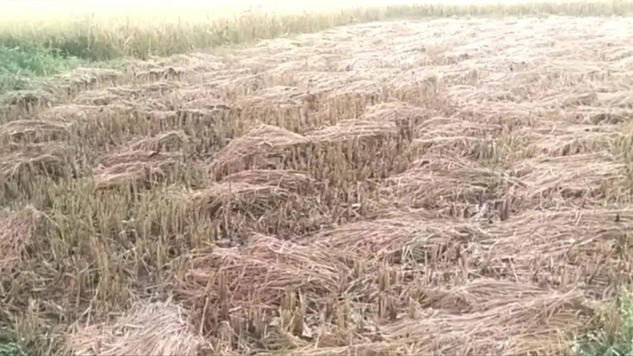सरगुजा संभाग में चक्रवाती तूफान अर्नब का साया, धान कटाई के समय में बारिश ने बढ़ाई किसानों की चिंता
