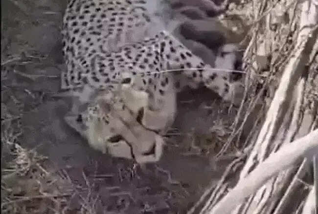 (लीड) मप्र के कूनो राष्ट्रीय उद्यान में मादा चीता ज्वाला ने दिया पांच शावकों को जन्म