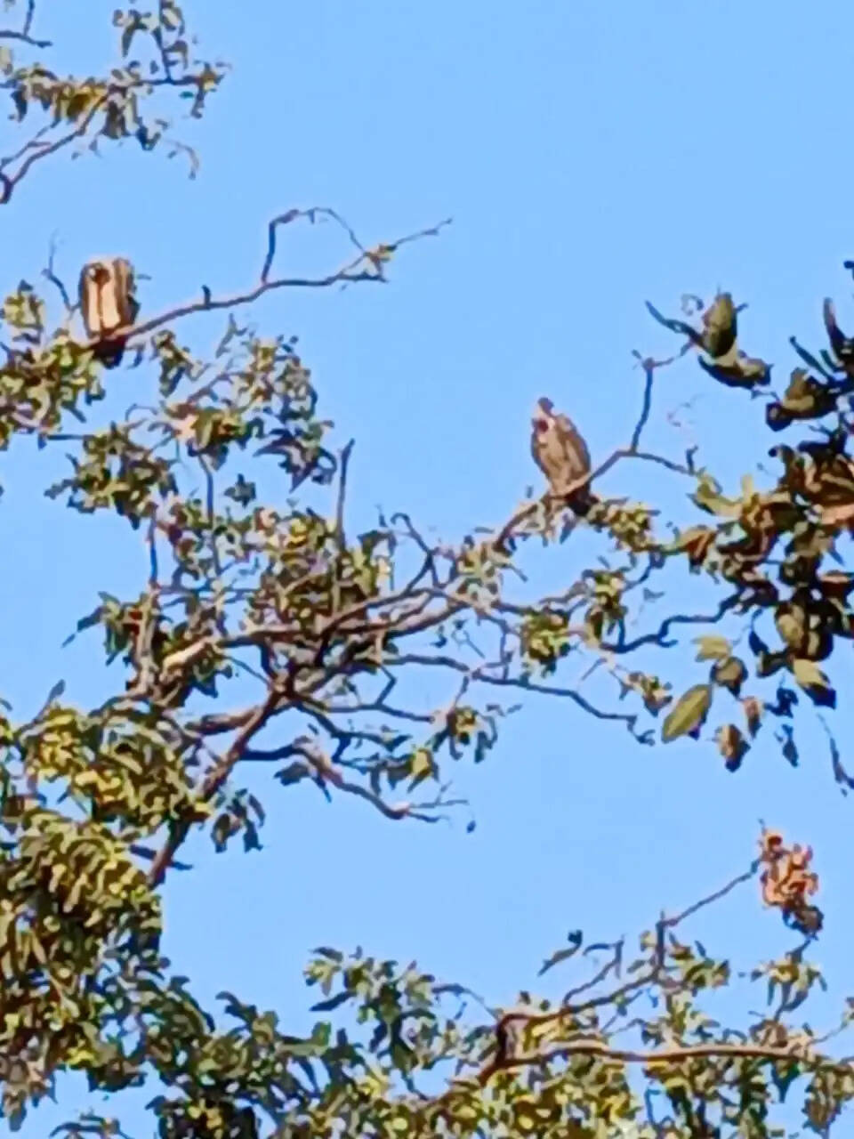 अनूपपुर: जिले में तीन दिवसीय गणना में दो दिन में 413 गिद्ध व 123 घोसले मिले