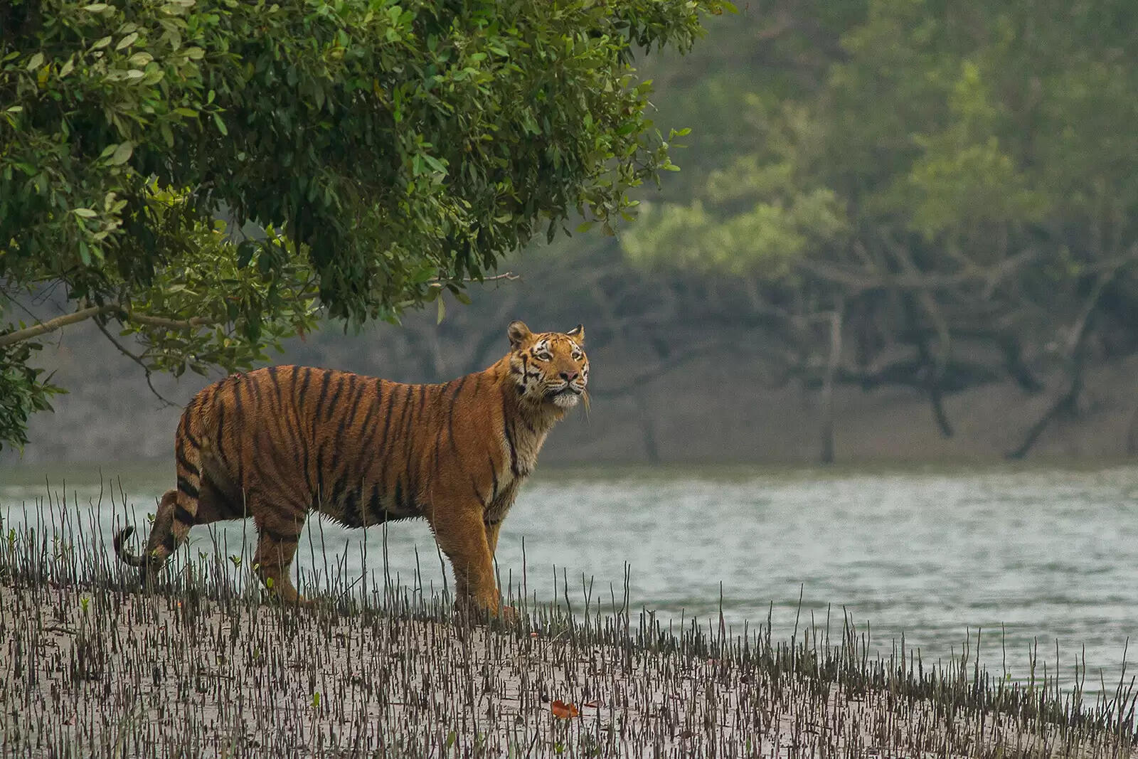 सुंदरबन की 1,600 हेक्टेयर अतिक्रमित वनभूमि पर फिर उगेंगे मैंग्रोव, अवैध मछली भेरियों पर कार्रवाई शुरू