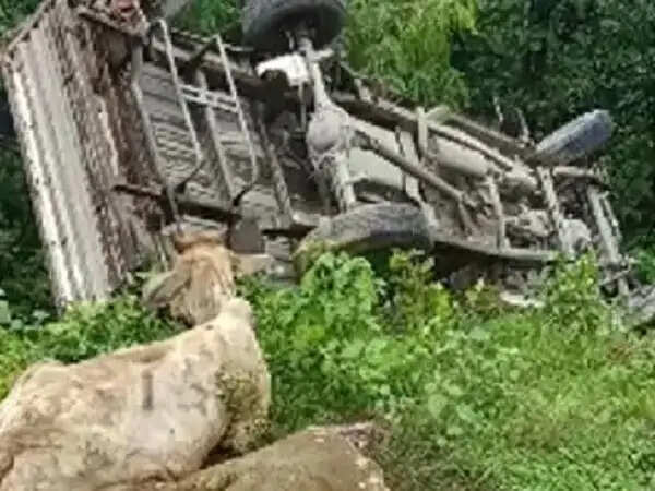 मवेशियों से भरी तेज रफ्तार पिकअप पलटी, नाै मवेशी घायल