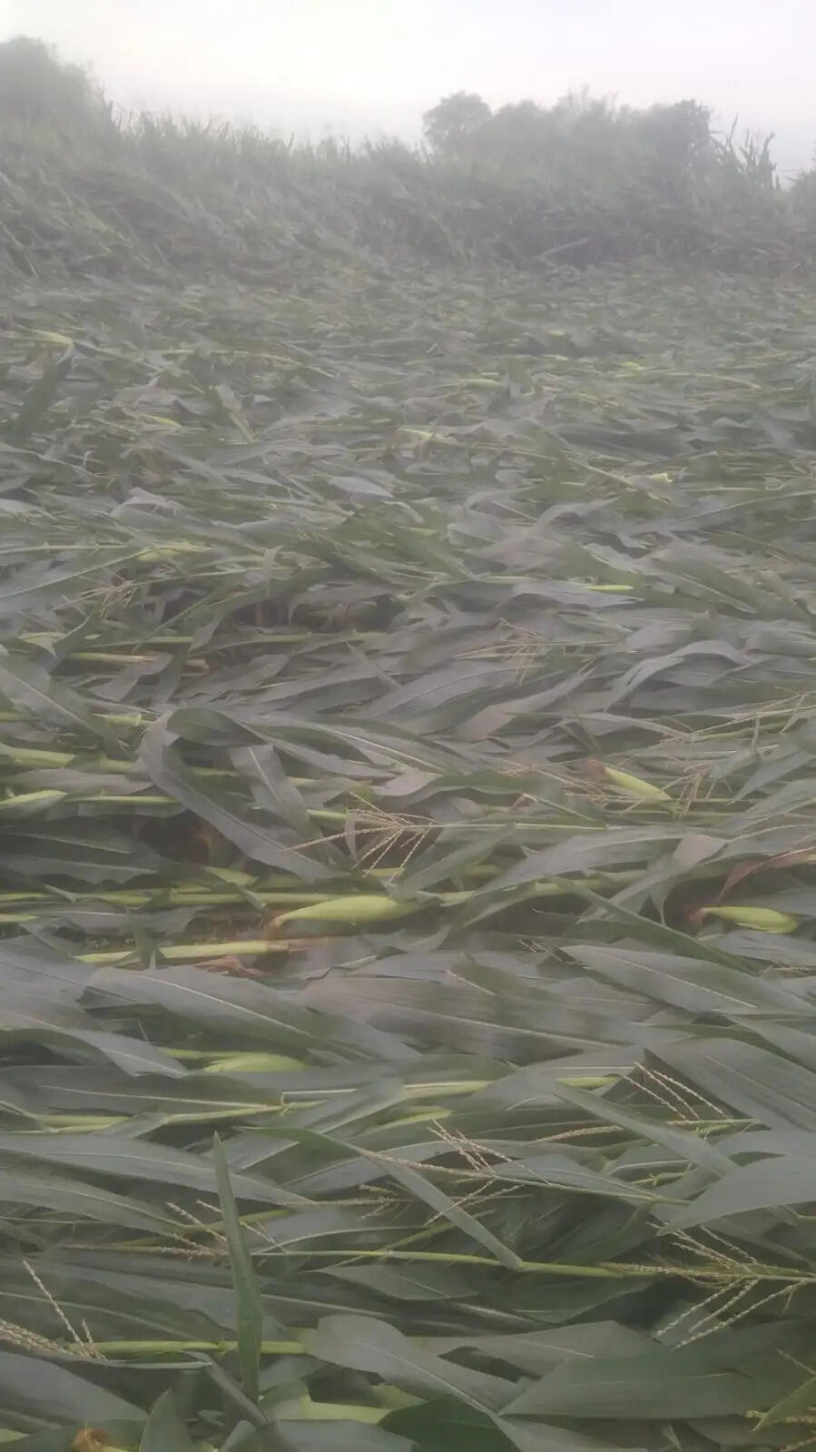 तेज़ आंधी बारिश ने किसानों के अरमानों पर फेरे पानी,सैकड़ों एकड़ में लगे मकई के पौधे हुए जमींदोज