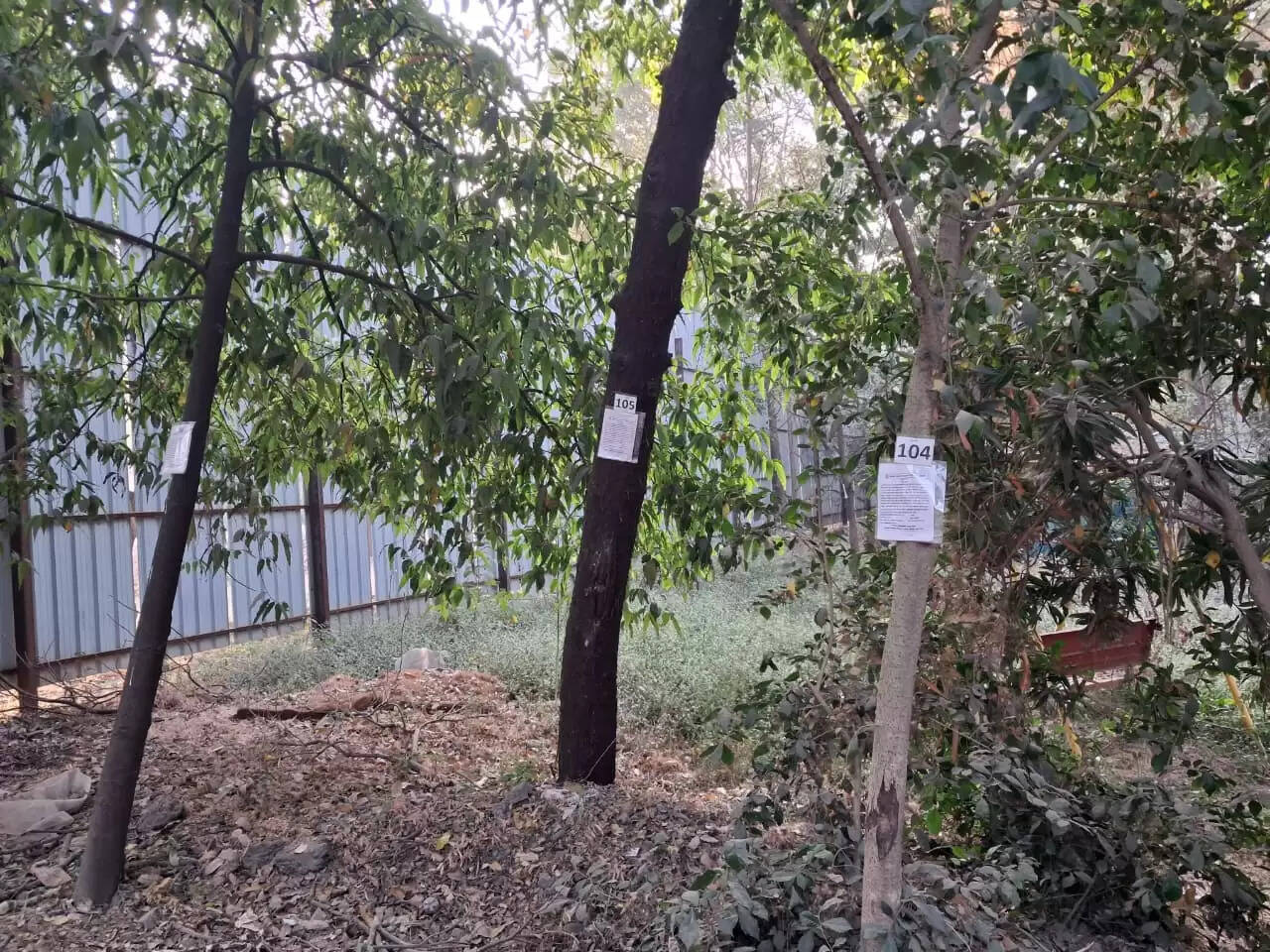 ठाणे मनोचिकित्सालय के वर्षों पूर्व वृक्षों पर कुल्हाड़ी,डॉ प्रशांत