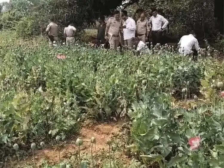 रायगढ़ : डेढ़ एकड़ में अफीम की खेती का भंडाफोड़, एक आरोपित हिरासत में