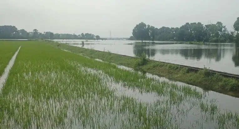 पानी घटने की रफ्तार धीमी, कर्ज के दलदल में डूबे दियारा के किसान