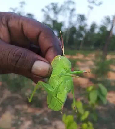बांकुड़ा के शाल वन में दुर्लभ मुकुट टिड्डा मिलने से बढ़ी उम्मीद