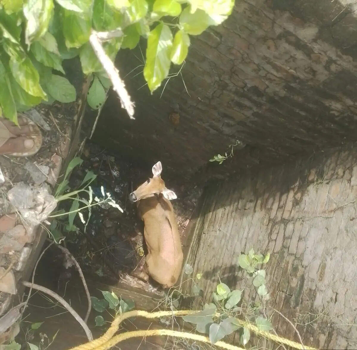 औरैया : बोरिंग के गहरे गड्ढे में गिरी नीलगाय, वन विभाग ने रेस्क्यू कर बचाई जान
