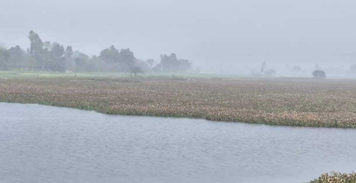 बाराबंकी जिले की प्रसिद्ध भगहर झील की सुंदरता पर जलकुंभी का ग्रहण