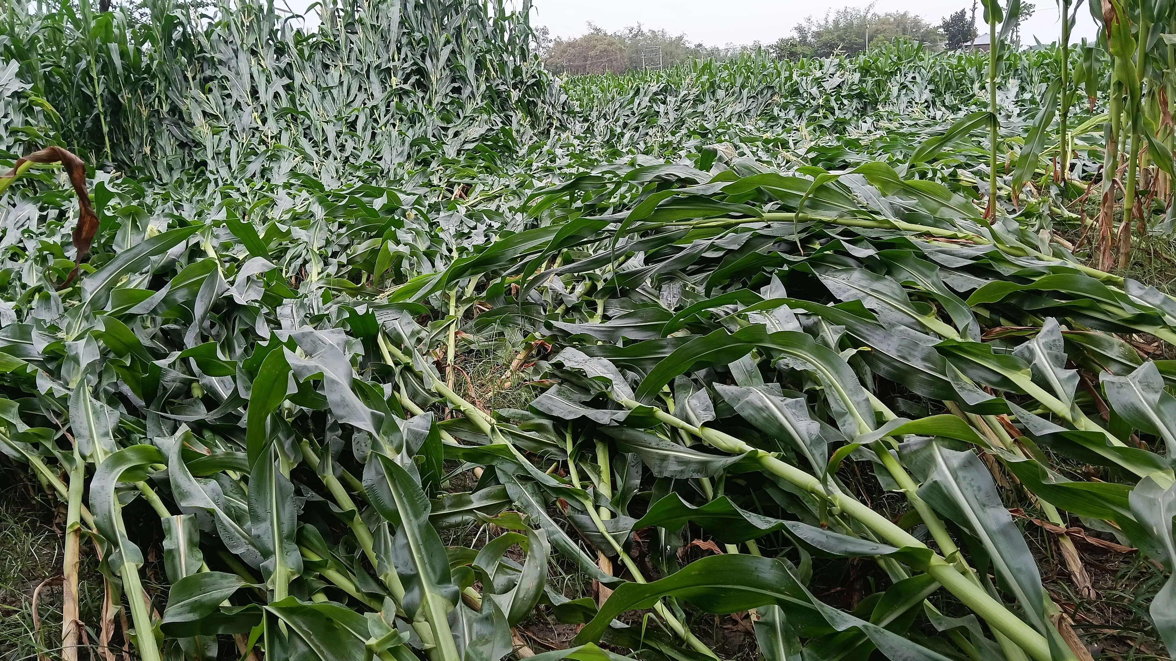 अचानक आए तूफान ने मचाई तबाही: राघोपुर में 4 हजार एकड़ से अधिक मकई फसल बर्बाद