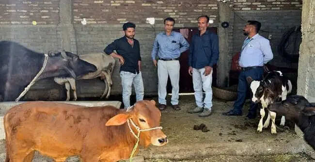 भोपालः क्षीर धारा योजना के प्रथम चरण में जिले के 76 ग्राम चयनित, दुग्ध उत्पादन बढ़ाने पर रहेगा विशेष फोकस