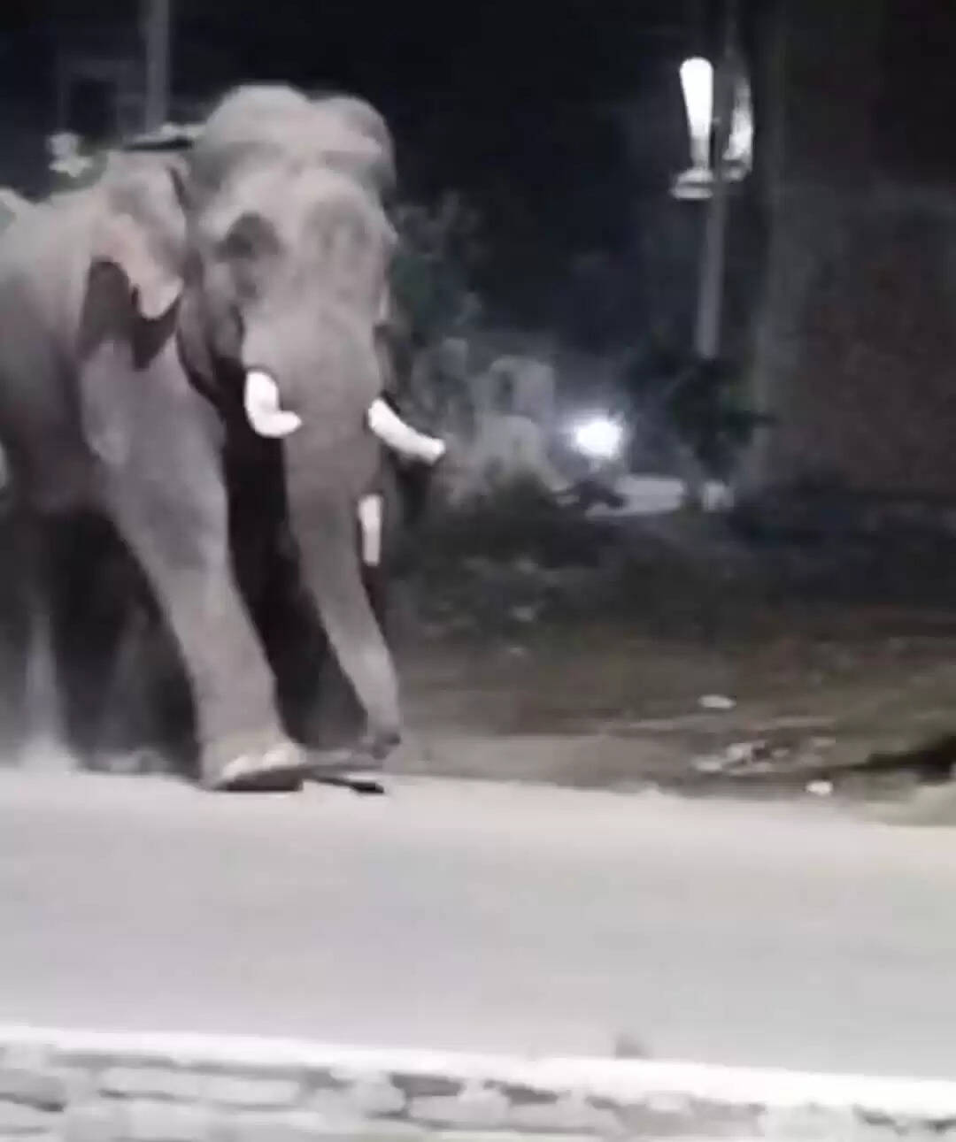 हरिद्वार-लकसर रोड़ पर आया हाथियों का झुंड