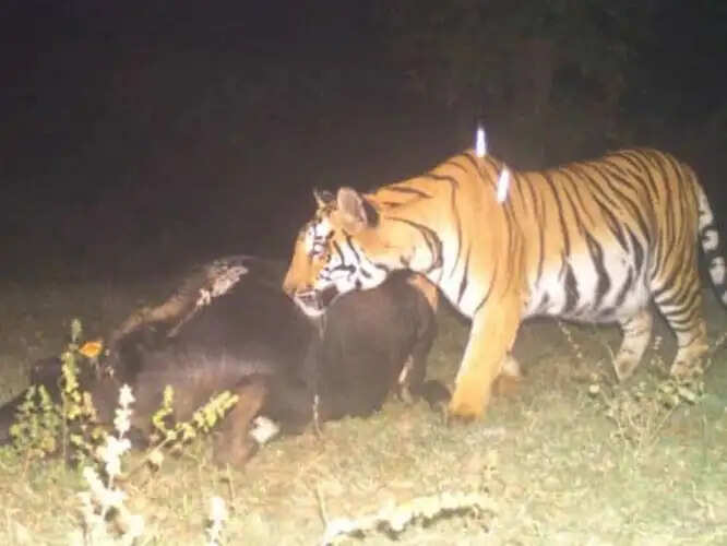 इंद्रावती टाइगर रिजर्व में पांच बाघों के शिकार से हड़कंप, ट्रैप कैमरों का दो महीने का डेटा गायब