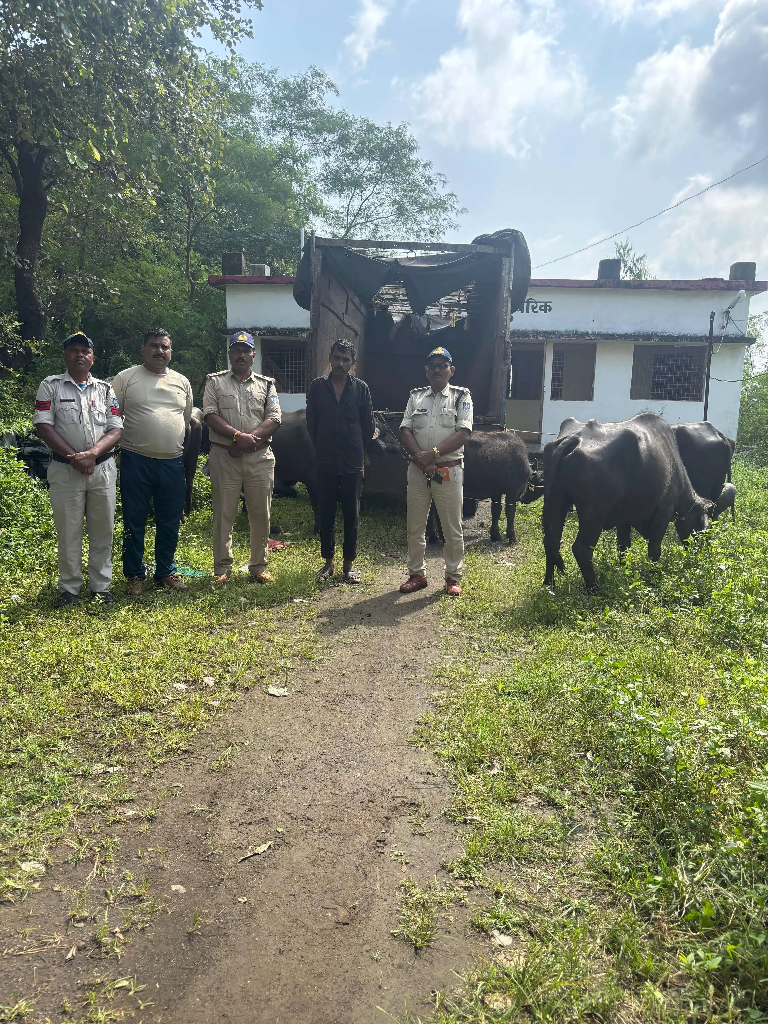 अनूपपुर: जबलपुर बूचड़खाने ले जा रहे मिनी ट्रक से 12 मवेशी जब्त, चालक गिरफ्तार