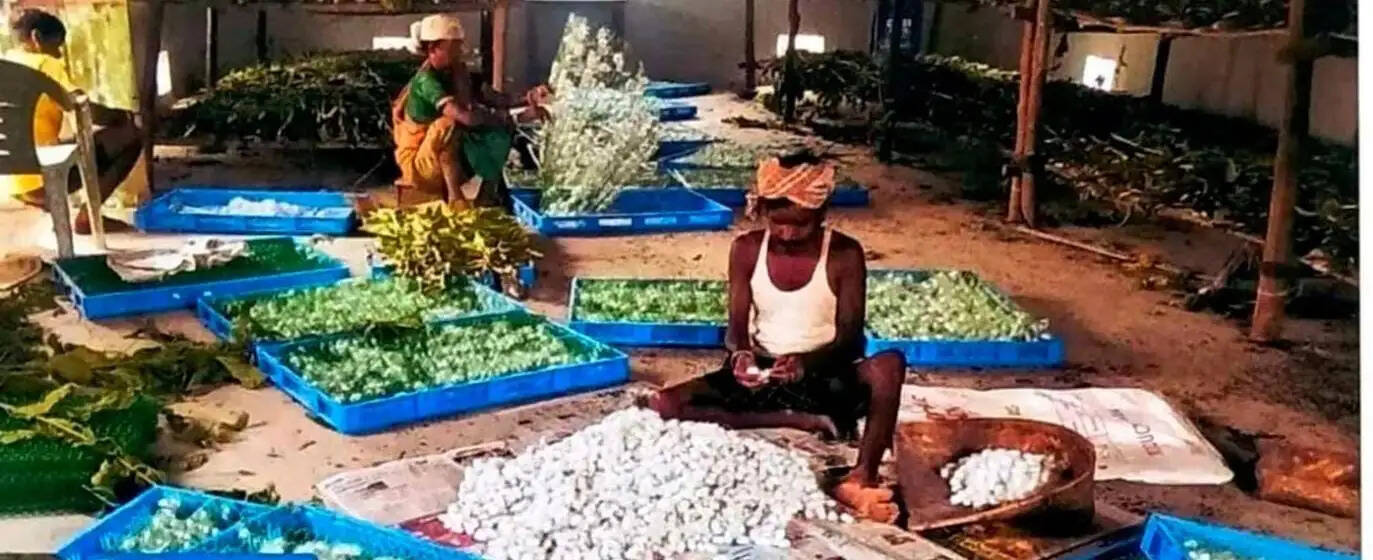 कोसा पालन ने बदली वनांचल के ग्रामीणों की तकदीर