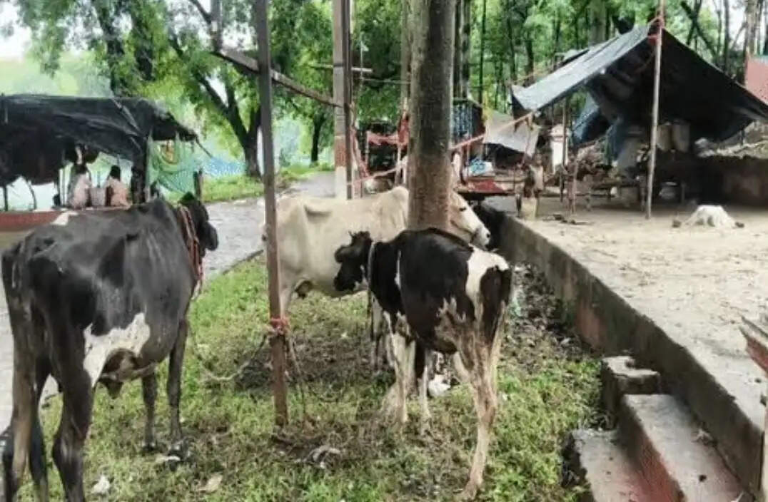 बाढ़ का पानी उतरा पर बेजुबानों पर संकट बरकरार, चारे की भारी किल्लत से भागलपुर में 40 फीसदी तक घटा दूध उत्पादन