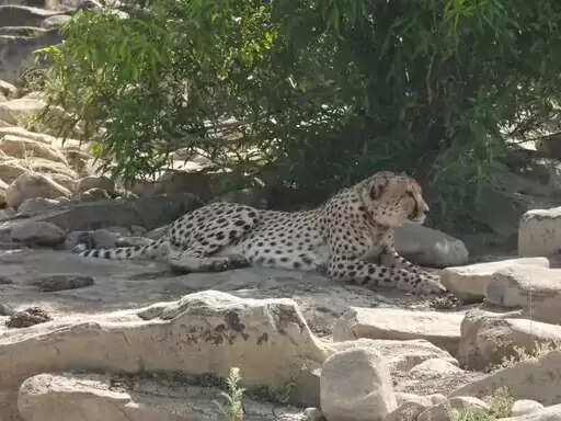 कूनो से निकला चीता फिर पहुंचा रणथंभौर की सीमा में, गांव में मचा हड़कंप, वन विभाग सतर्क