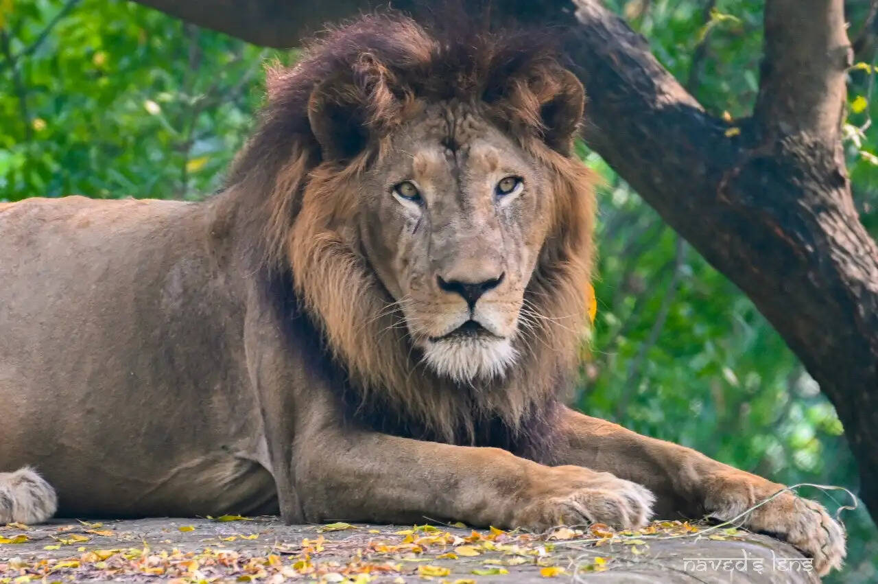 18 साल 8 माह की उम्र में बब्बर शेर ‘अजय’ की मौत