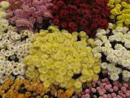 दो दिवसीय मण्डलीय शाकभाजी, फल एवं पुष्प प्रदर्शनी में गुलाब के कटे फूल कर रहें आकर्षित