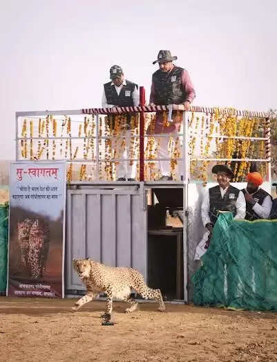 मंदसौरः गांधी सागर अभयारण्य में सीएम ने पावक और प्रभास को बाड़े में छोड़ा