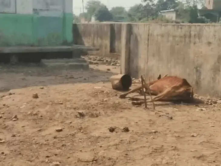 कोरबा में चारा-पानी के अभाव में दाे गायों की मौत, 17 दिनों से बाउंड्री में बंद थे मवेशी