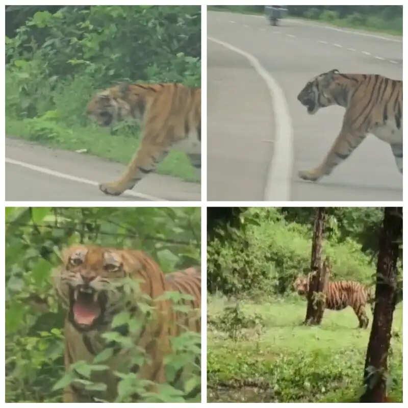 हाइवे पर बाघिन को घेरकर खड़े हुए लोग, आक्रोशित होकर राहगीरों की ओर दौड़ी; बाल-बाल बचे लोग