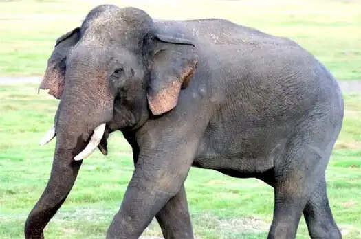 हरिद्वार में छह हाथियों के गले में लगेगा रेडियो कॉलर, कुंभ से पहले होगी तैयारी