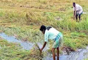 बाराबंकी : फसल नुकसान का भौतिक सत्यापन शुरू