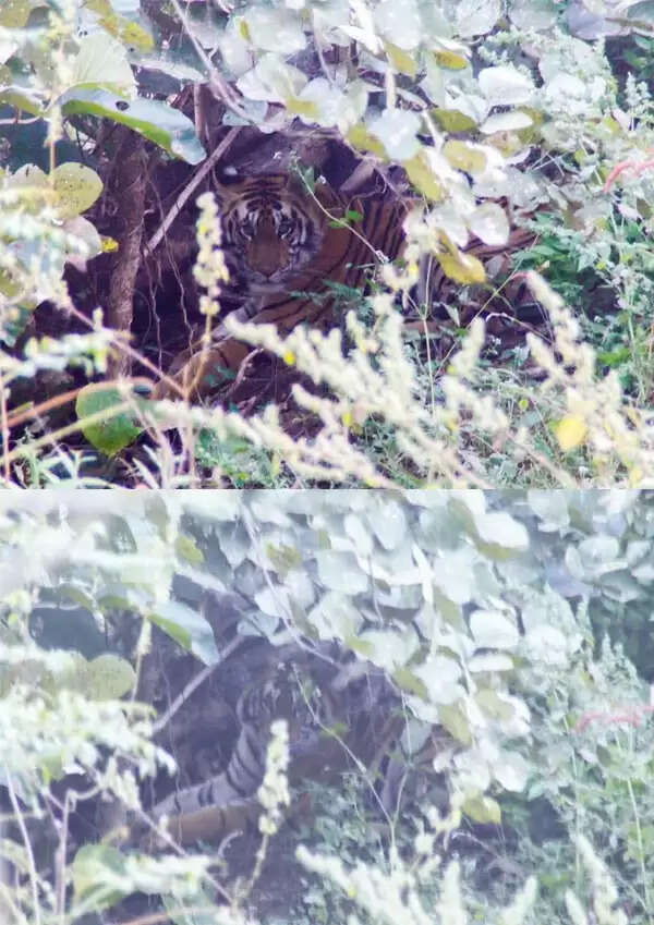 म.प्र. : आठ दिन की खोज के बाद पेंच टाइगर रिज़र्व टीम को सफलता, बाघिन को बेहोश कर लगाया गया रेडियो कॉलर, जल्द होगी राजस्थान रवाना