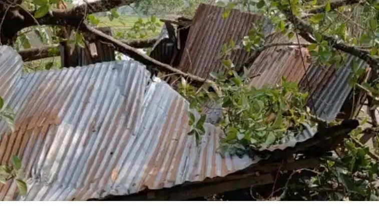 पेड़ गिरने से युवक की मौत, एक घायल