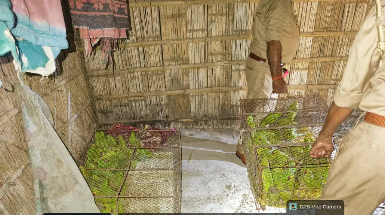 पश्चिम बंगाल&nbsp;भेजे जाने वाले&nbsp;270 तोते&nbsp;वन&nbsp;विभाग&nbsp;ने&nbsp;पकड़े, एक आरोपित तस्कर गिरफ्तार