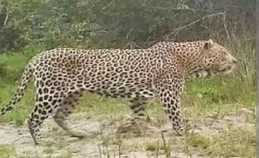 कांठ में तेंदुए का फिर आतंक, अब कुत्ते को बनाया निवाला