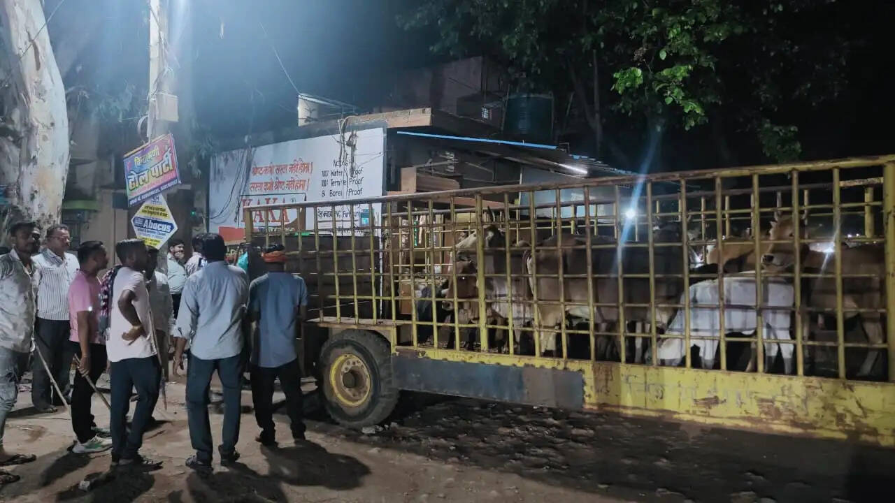 नगर निगम ने अभियान चलाकर पकड़े 45 बेसहारा मवेशी