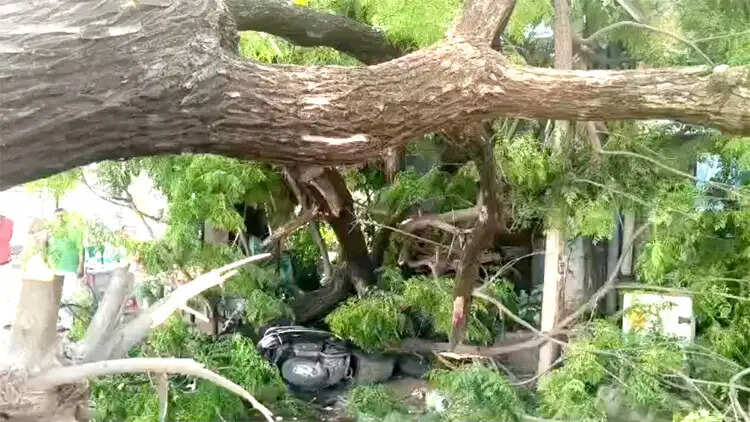 अचानक गिरा विशाल नीम का पेड़, दुकानें और स्कूटी क्षतिग्रस्त