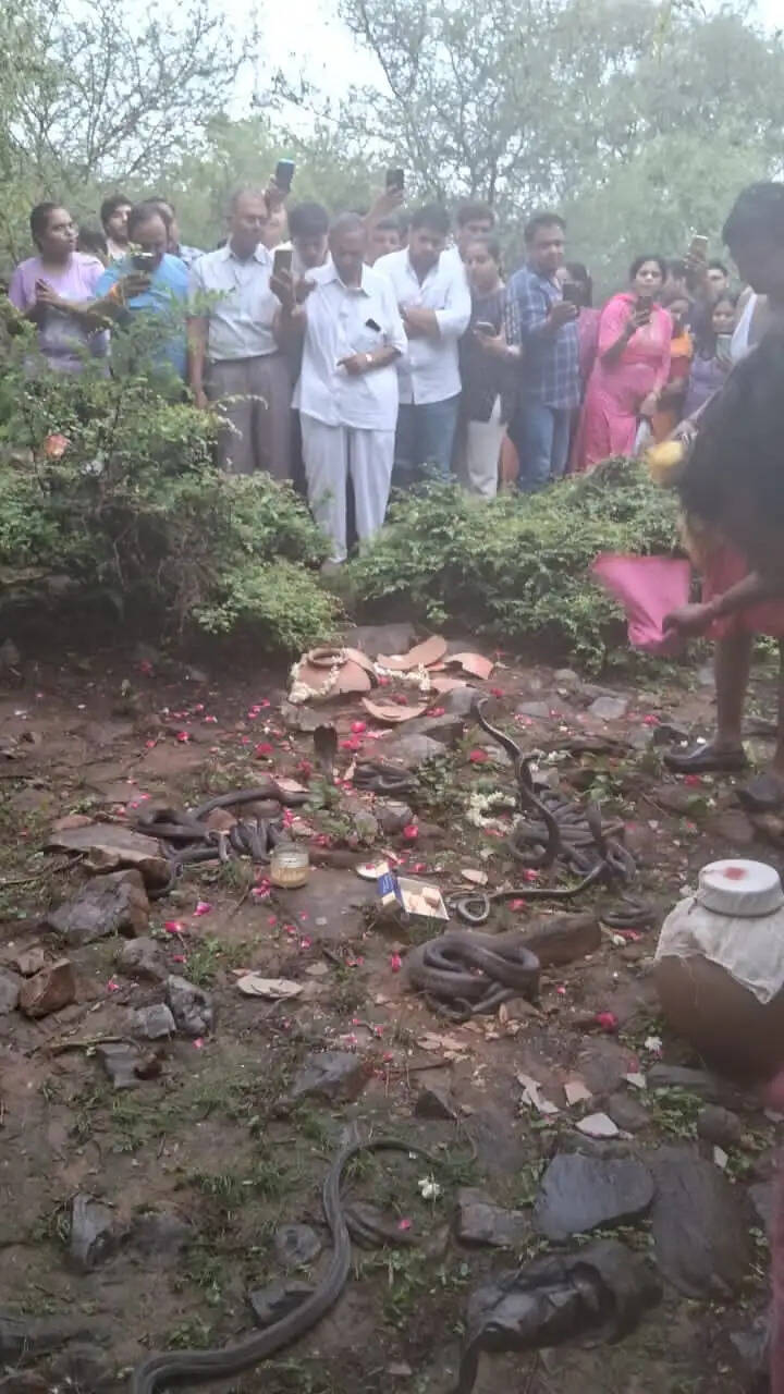 नाग पंचमी पर विशेष पूजा-अर्चना: नाग-नागिन के 41 जोड़े वन क्षेत्र में छोड़े
