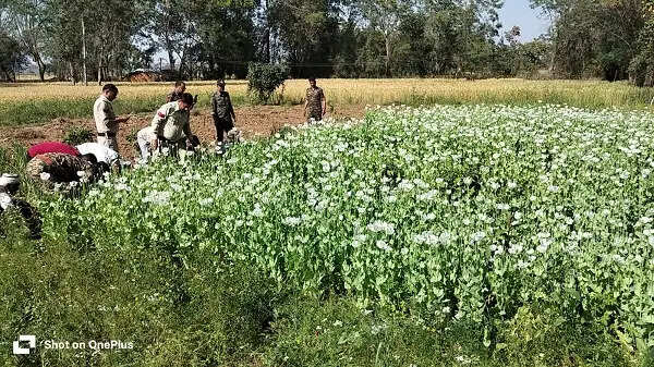 तीन करोड़ की अवैध अफीम की फसल को पुलिस ने किया नष्ट