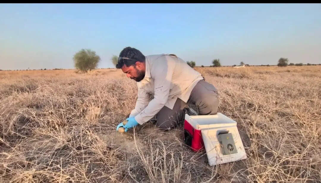 ग्रेट इंडियन बस्टर्ड संरक्षण परियोजना को बड़ी सफलता, 3 नए चूजों का जन्म