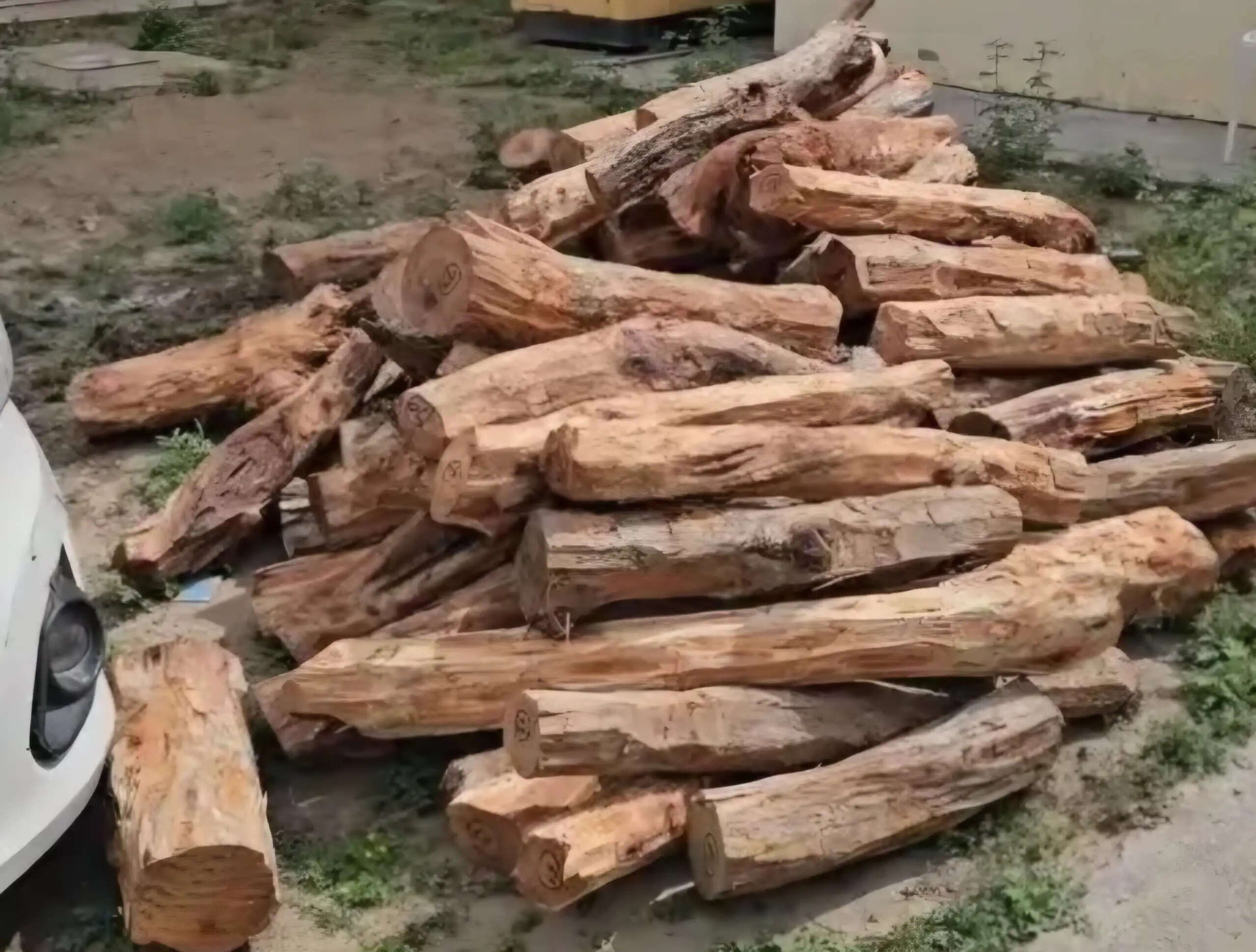 यमुनानगर:कलेसर के जंगलों में खैर के पेड़ों की हुई अवैध कटाई