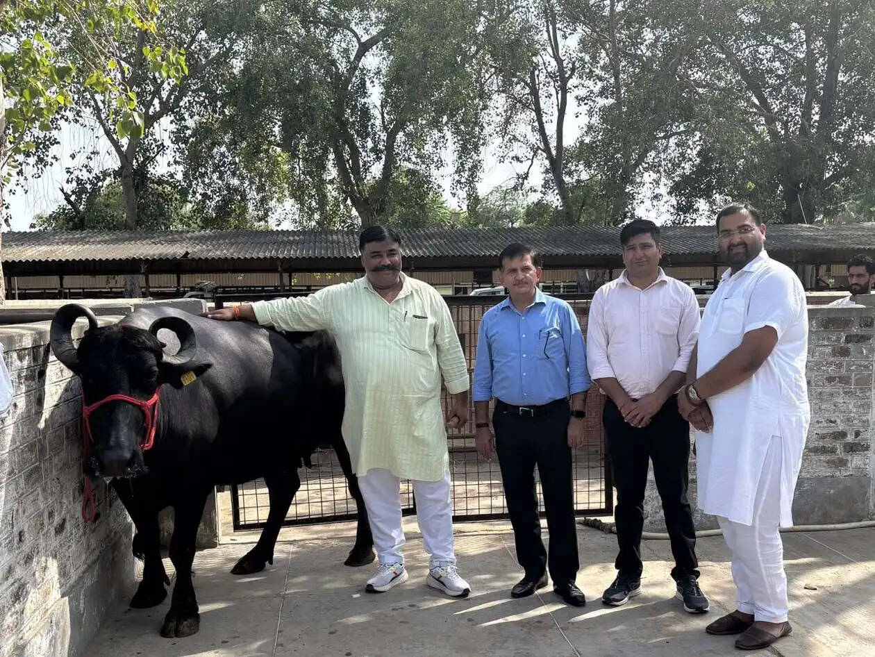 हिसार : दो लाख 80 हजार रुपये में बिकी भैंस, 59 पशुओं से लुवास को मिले 47.21 लाख रुपये