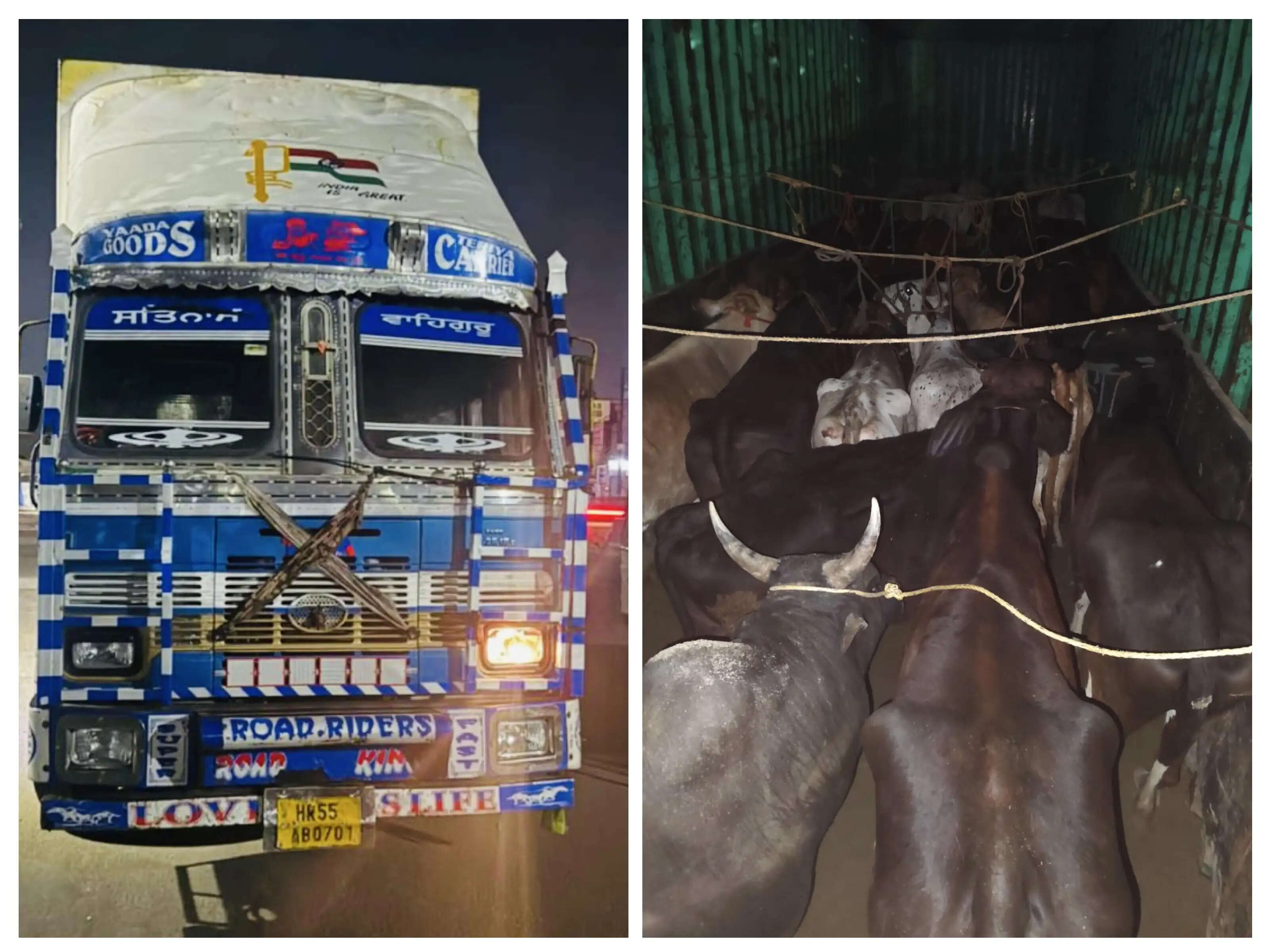 कठुआ पुलिस की बड़ी कार्रवाई, 25 गोवंश बचाए, तस्करी में इस्तेमाल ट्रक जब्त