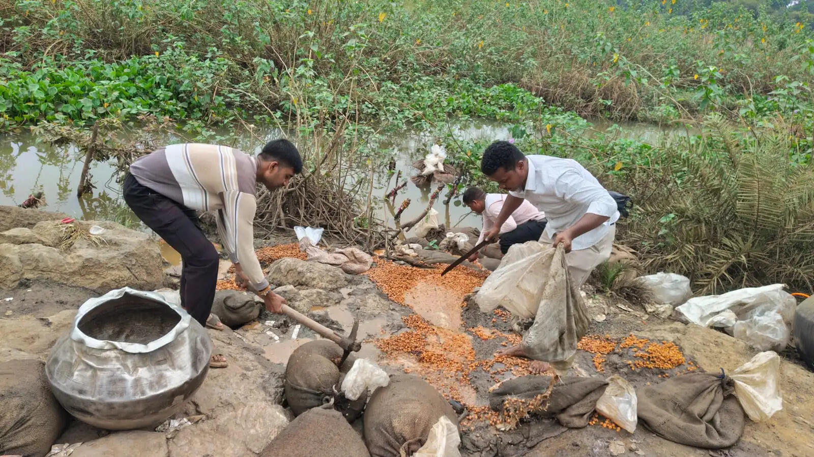 अकलतरा में अवैध महुआ शराब पर पुलिस का बड़ा प्रहार, 52 बोरी महुआ लहान समेत करीब 2 लाख की सामग्री नष्ट