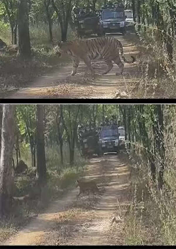 मप्र के पेंच टाइगर रिजर्व में खुशखबरी, बाघिन ‘जुगनी’ ने खवासा बफर में पाँच शावकों को दिया जन्म