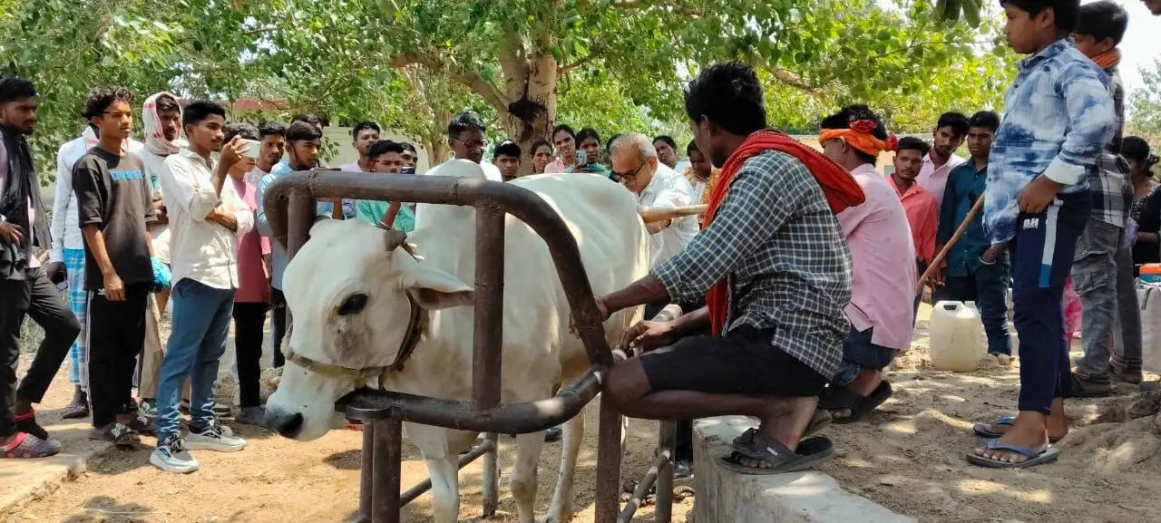 दंतेवाड़ा के प्रगतिशील पशुपालकों ने आमदी में सीखी आधुनिक पशुपालन की उन्नत तकनीकें