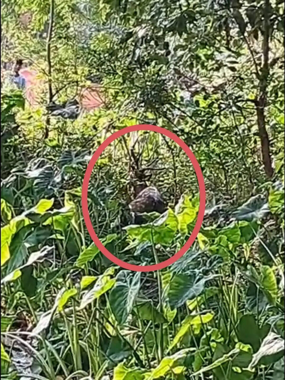 चीतल के पैर व जंघा को कुत्तों ने नोचा, अस्पताल में हुई मौत
