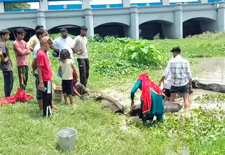 जहरीली घास चरने से दो मवेशियों की मौत,कई की हालत नाजुक