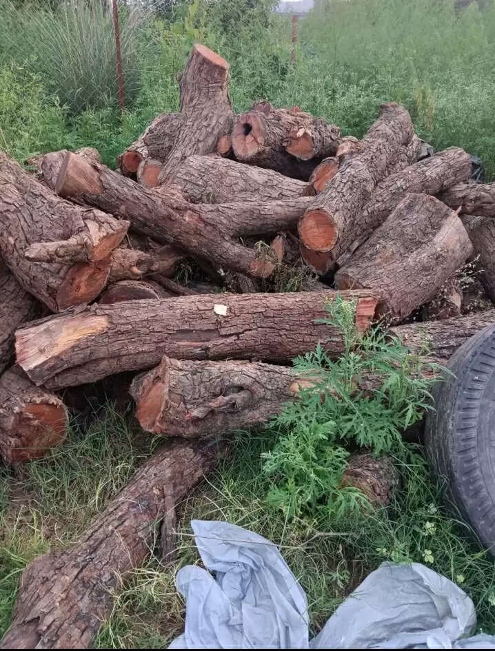 घर से खैर की लकड़ी का जखीरा बरामद, वन विभाग की दबिश