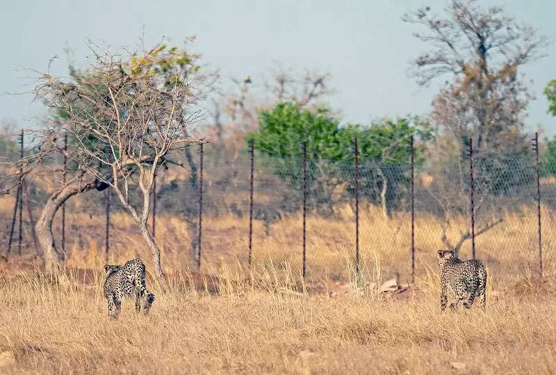 गांधी सागर अभयारण्य बना चीतों का नया घर, मुख्यमंत्री ने खुले बाड़े में छोड़े दो चीते